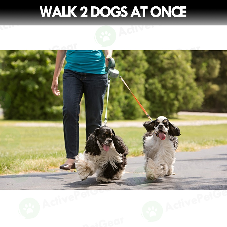 What Is The Best Way To Walk 2 Dogs
