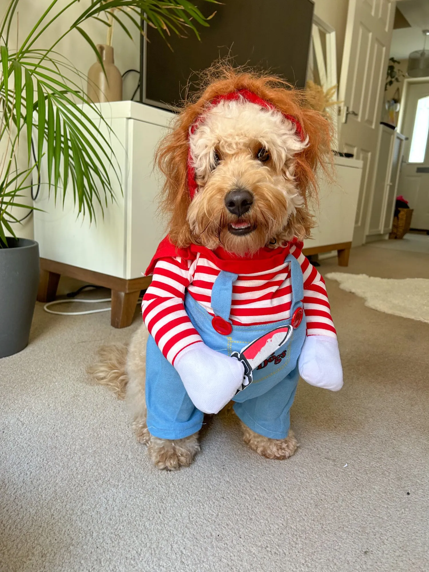 Chucky Doll Dog Costume chucky-doll-dog-costume